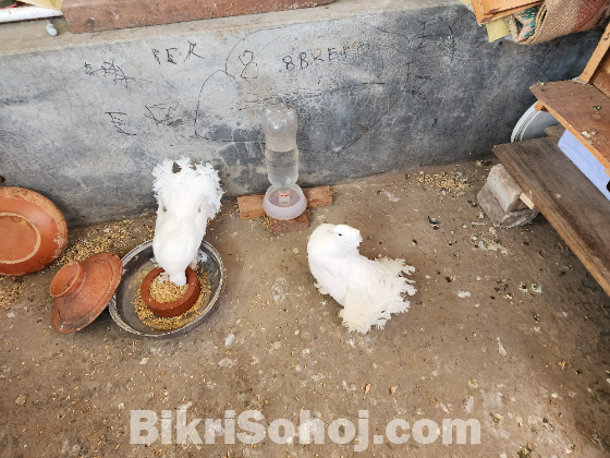 লাহোরি অরিজিনাল লক্ষা